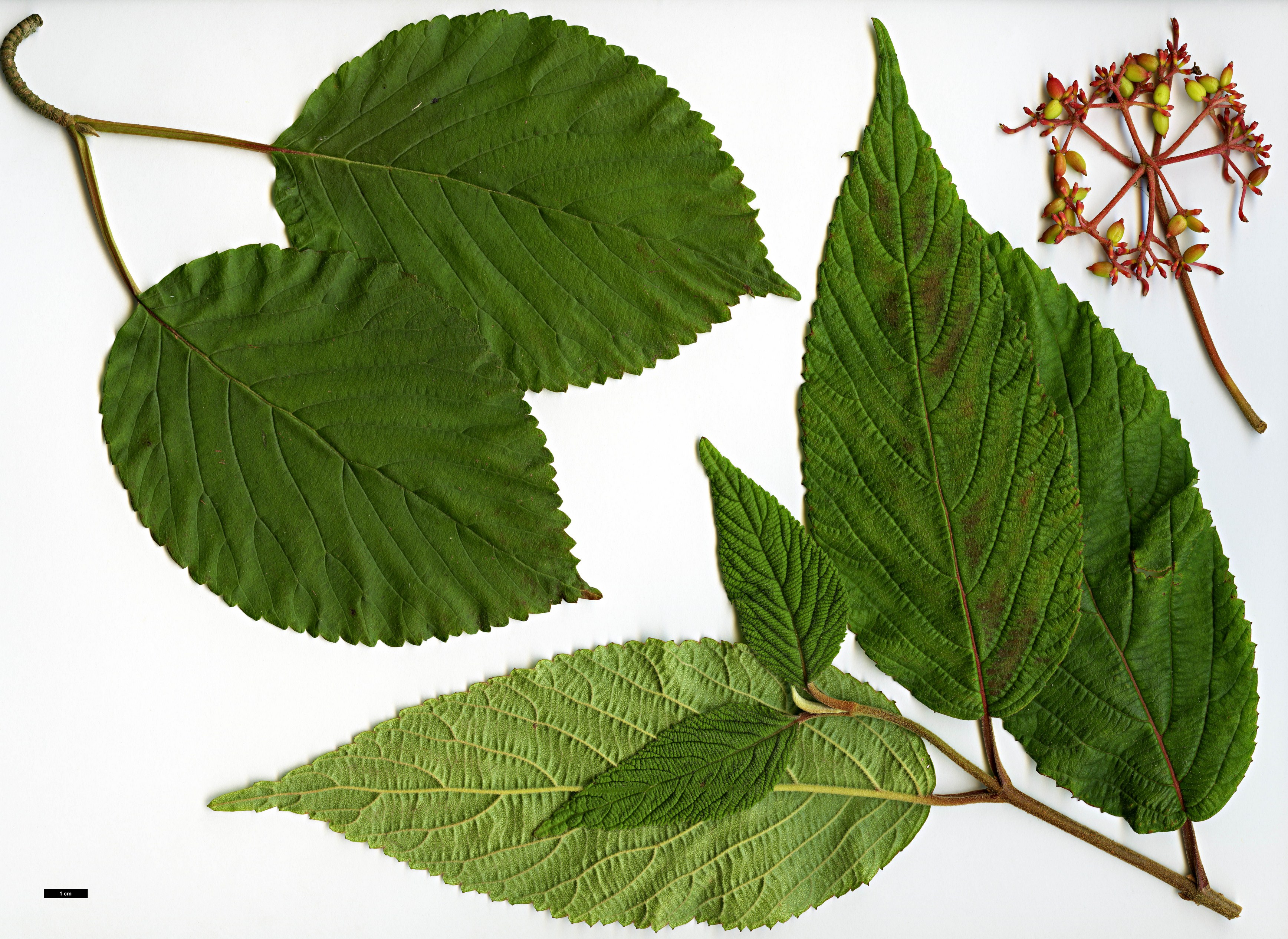 High resolution image: Family: Adoxaceae - Genus: Viburnum - Taxon: plicatum - SpeciesSub: f. tomentosum